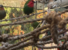 Parrot Finches (sea green & red throat)