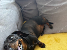 Female 4 year old dachund