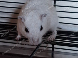 Gerbils for sal