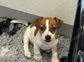Gorgeous Jack Russell Puppies