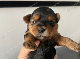 Yorkshire pure terrier