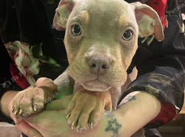 English x American bulldog pups