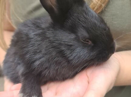 2 Dutch cross boy rabbits