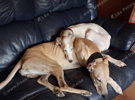 2 saluki greyhound x saluki collie greyhound pups