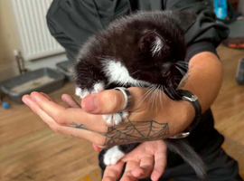 Kittens
