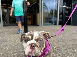 English bulldog puppy