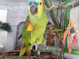 Blue Fronted Amazon Parrot &ndash; Exceptionally Colourful, Very Tame, Fantastic Talker