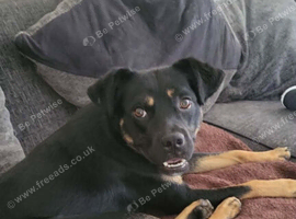 Rottweiler Cross Staff 7 Months Old.