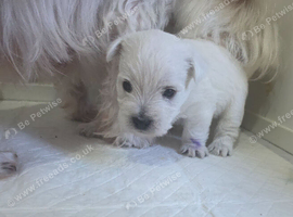 Cute west highland terrier puppies