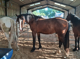 Smart bay gelding