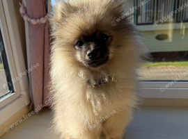Kc registered boy pom