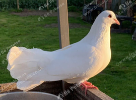 Beautiful fantail doves/pigeons ️