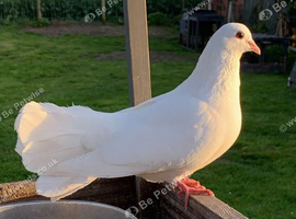 Beautiful all white fantail pigeons