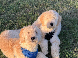 2 Stunning F2 Goldendoodle Brothers