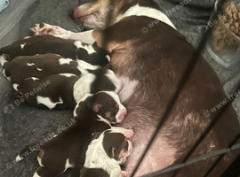 Tri coloured Jack Russell pups 3 boys & 2 girls