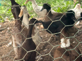 Indian runners