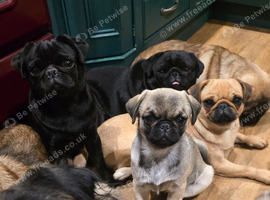 ​ Adorable Female Pure Pug Puppy Looking for Her Forever Home! ​
