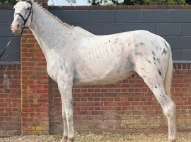 16.2hh 5 year old all rounder/project!