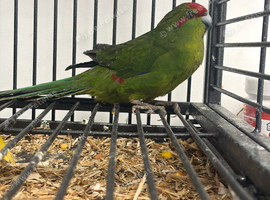 Stunning Various Baby Green Kakarikis