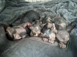 Adorable sphinx kittens