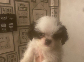 Shih tzu/chihuahua puppies