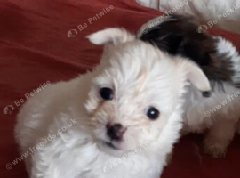 Shit-tzu puppie, miniature, &pound;700 each
