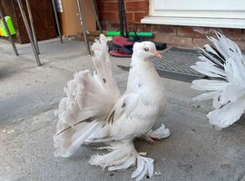 Young almond pair in leicester