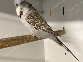 Budgies
