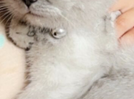 Beautiful bsh
