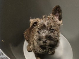 KC REGISTERED CAIRN TERRIER-  BOY