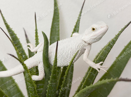 Pure Snow White Bearded Dragon Baby
