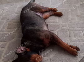 Rottweiler  x mastiff