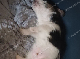 Shihtzu cross puppy for sale boy ready now for his forever home