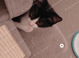 Last 3 gorgous kittens