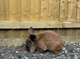 2 year old brown male rabbit