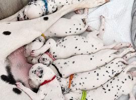 Dalmatian puppies available