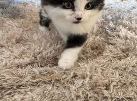 British longhaired mixed breed kitten