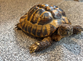 Herman&rsquo;s tortoise
