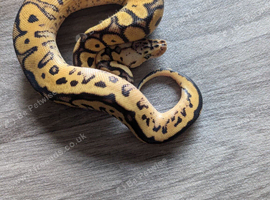 Pastel leopard clown