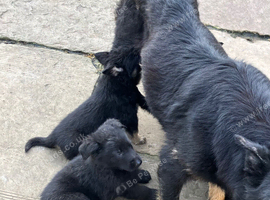 Pedigree German Shepherd puppies
