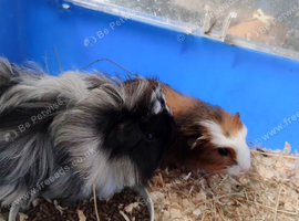 Beautiful pair of boys guinea pigs ready now
