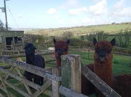 Three lovely Alpaca boys!!