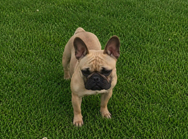 Micro Fawn Female