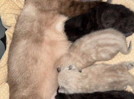 Siamese Point Bengal Kitties