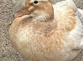 Call ducks for sale