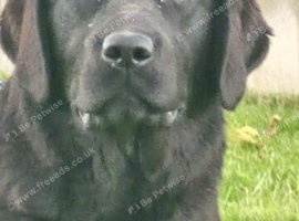 10 Month Old Labrador Female.