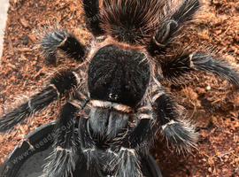 Large female tarantula