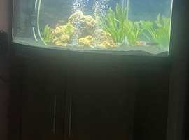 Corner fish tank with equipment and fishes