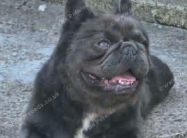 Fluffy French bull dog