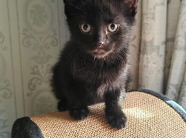 Pure black